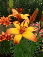 [5036 Graffe No01.JPG]